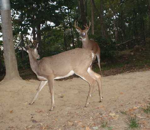 9 point buck and a spike